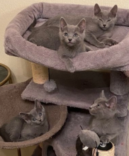 Pure Pedigree Russian blue kittens Image eClassifieds4u 2