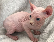 Rare Sphynx Male and female - Ready Now Image eClassifieds4u 2