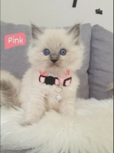 READY TO GO !! Ragdoll kittens Image eClassifieds4u 2