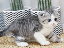 Pure breed Scottish fold/straight kittens 🐈 Image eClassifieds4u 2