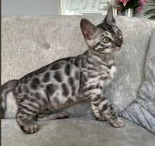 TICA registered Bengal kittens available Image eClassifieds4u 1