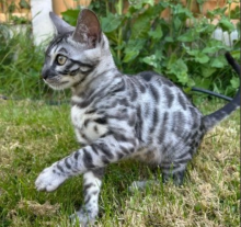 TICA registered Bengal kittens available Image eClassifieds4u 3