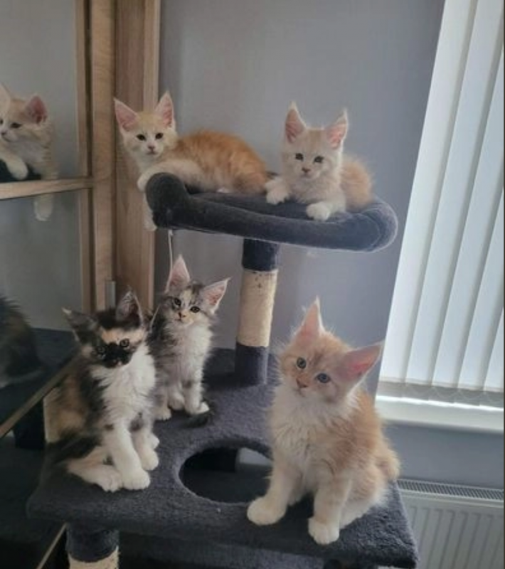 Maine Coon Kittens for sale are 2 boys and 3 girls Image eClassifieds4u