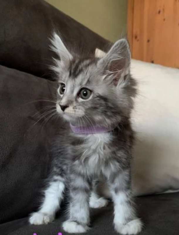 Maine Coon Kittens for sale are 2 boys and 3 girls Image eClassifieds4u