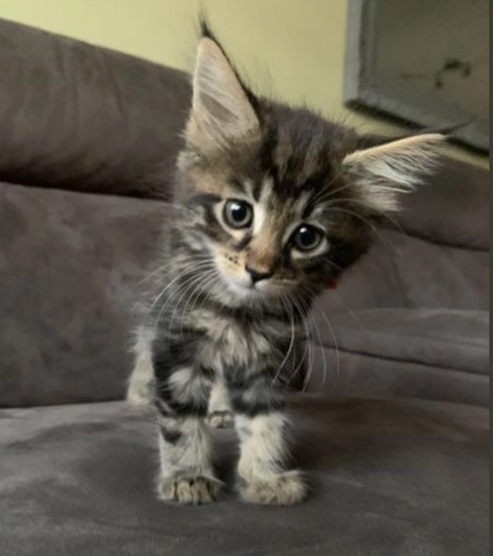 Maine Coon Kittens for sale are 2 boys and 3 girls Image eClassifieds4u