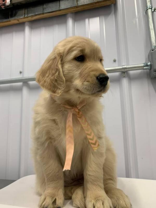 Male and Female Golden Retriever Babies Ready for re-homing. E-mail us at (loicjesse25@gmail.com) Image eClassifieds4u