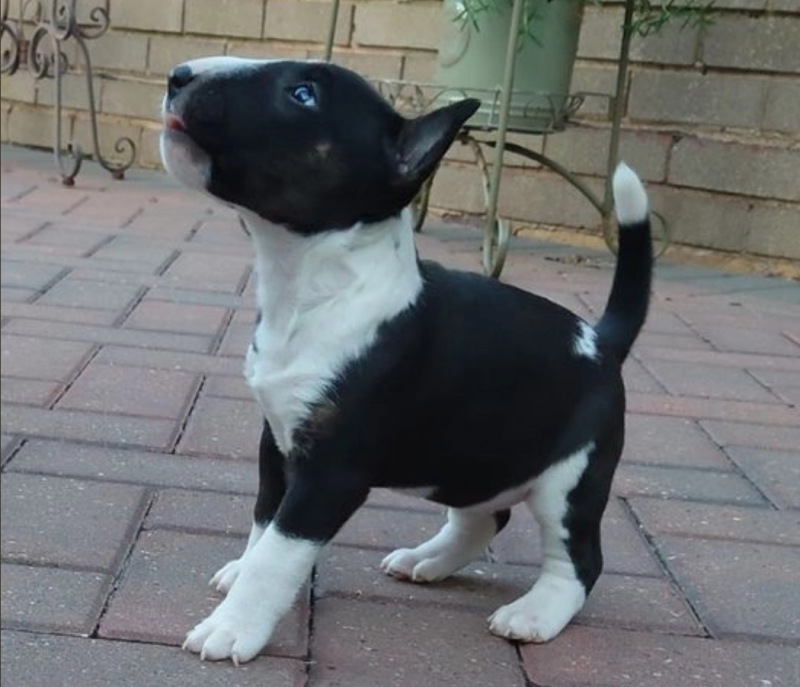Pure bred Bull terrier pups for sale Image eClassifieds4u