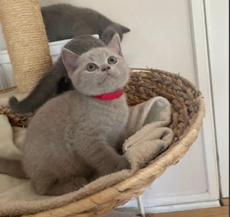 Pure Pedigree British Shorthair Kittens Image eClassifieds4u