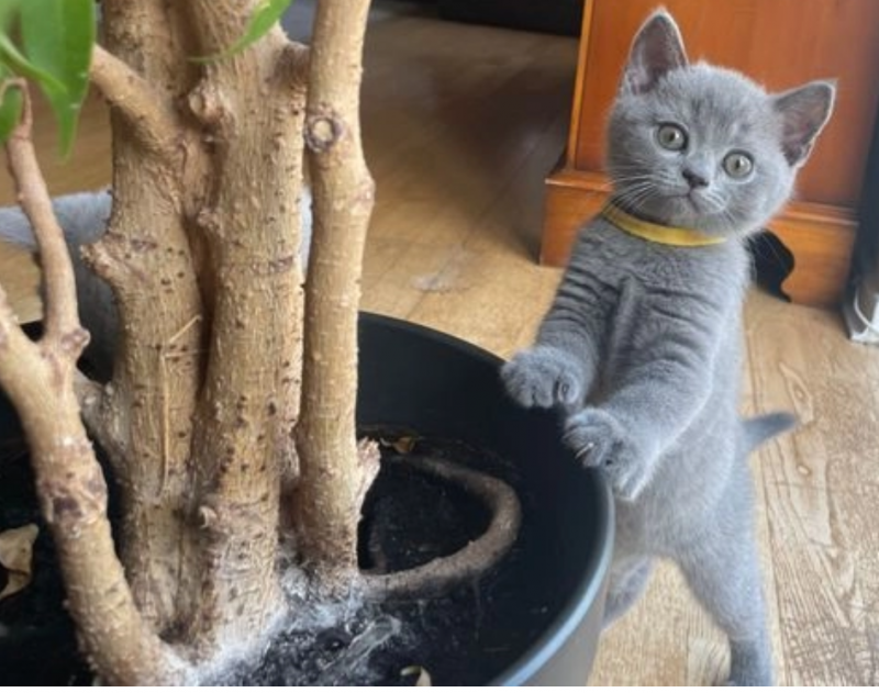 Pure Pedigree British Shorthair Kittens Image eClassifieds4u