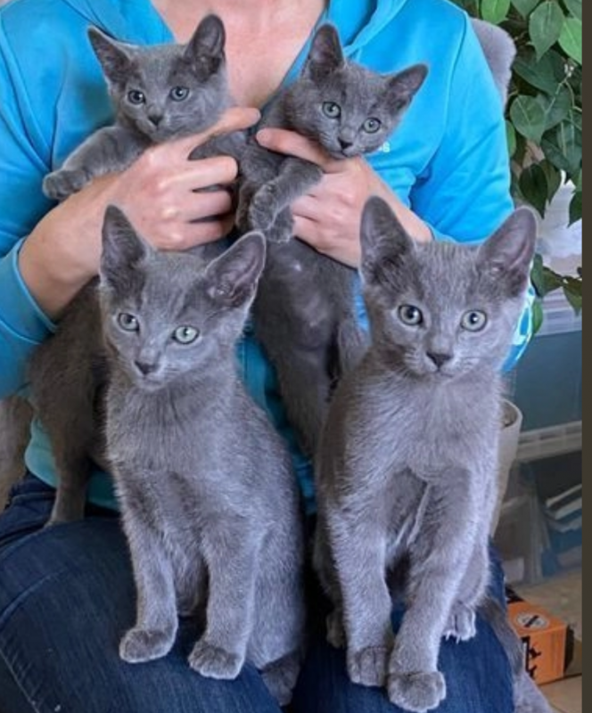 Pure Pedigree Russian blue kittens Image eClassifieds4u
