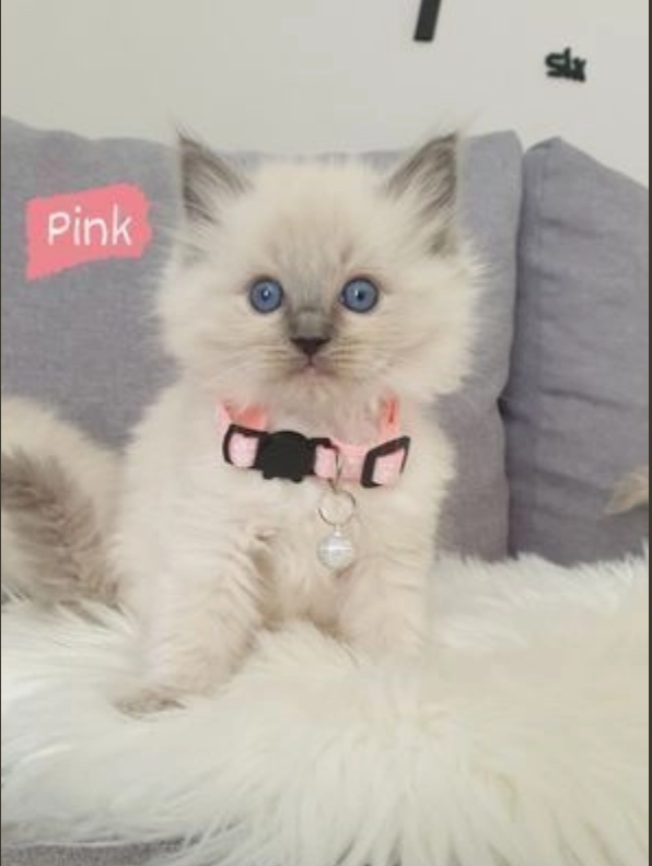 READY TO GO !! Ragdoll kittens Image eClassifieds4u
