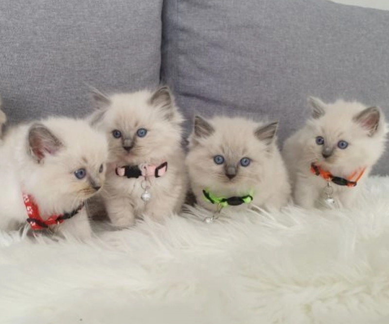 READY TO GO !! Ragdoll kittens Image eClassifieds4u