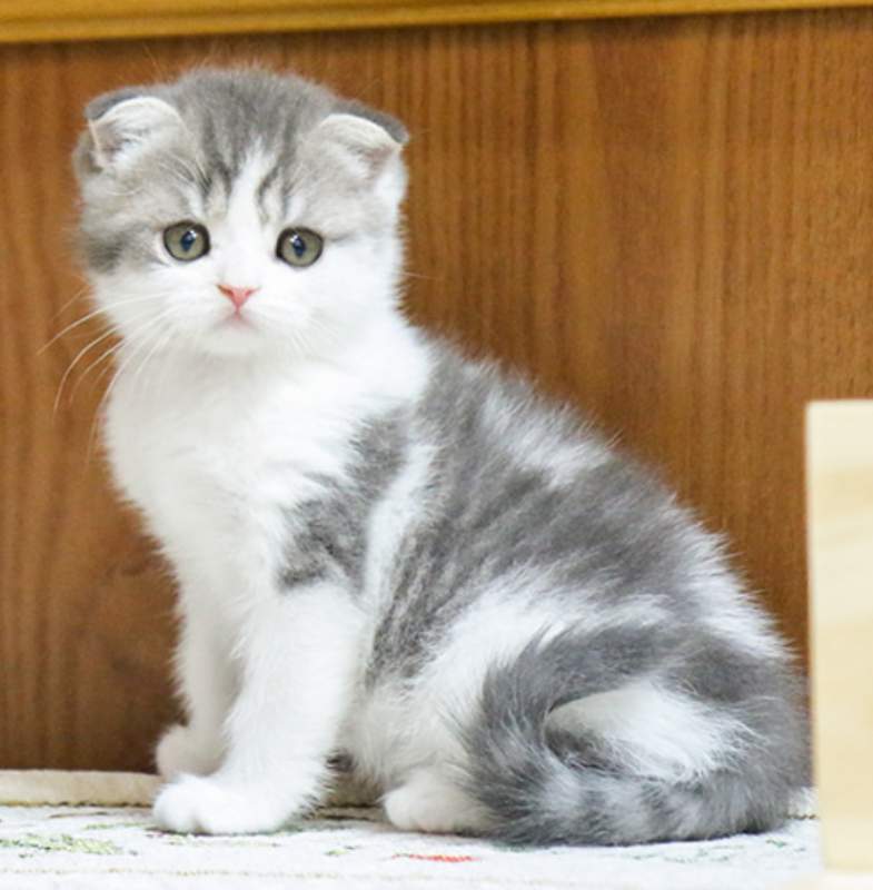 Pure breed Scottish fold/straight kittens 🐈 Image eClassifieds4u