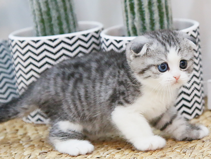 Pure breed Scottish fold/straight kittens 🐈 Image eClassifieds4u