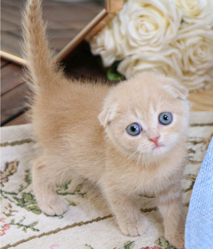 Pure breed Scottish fold/straight kittens 🐈 Image eClassifieds4u