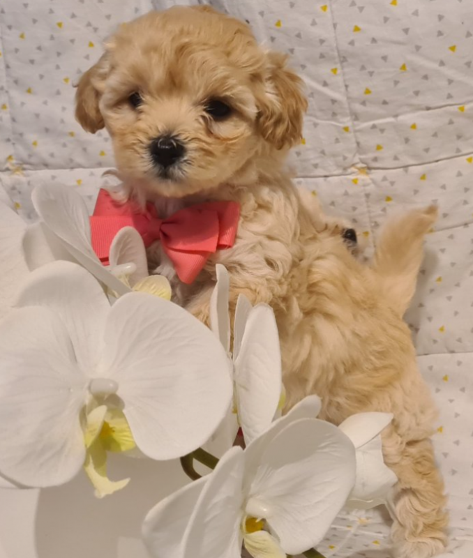 Teacup Maltipoo puppies available Image eClassifieds4u