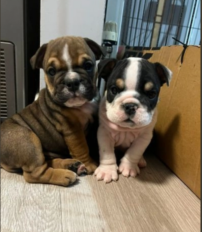 Wringle English bulldog puppies available Image eClassifieds4u