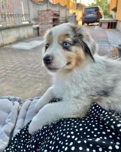 Cute And Adorable AUSTRALIAN SHEPHERD Puppies For Adoption.. Email at (loicjesse25@gmail.com)
