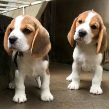 Cute Tri Coloured Beagle Puppies Available Contact via Email at (loicjesse25@gmail.com)
