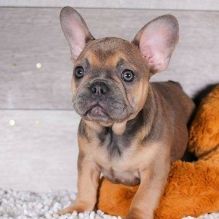 Gorgeous French Bulldog Puppies Available For Re-Homing.. Email at (loicjesse25@gmail.com)