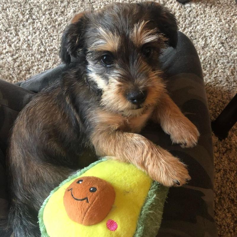 Absolutely Healthy Schweenie Puppies Contact Us At (loicjesse25@gmail.com) Image eClassifieds4u