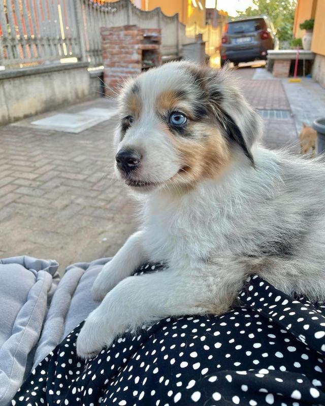 Cute And Adorable AUSTRALIAN SHEPHERD Puppies For Adoption.. Email at (loicjesse25@gmail.com) Image eClassifieds4u