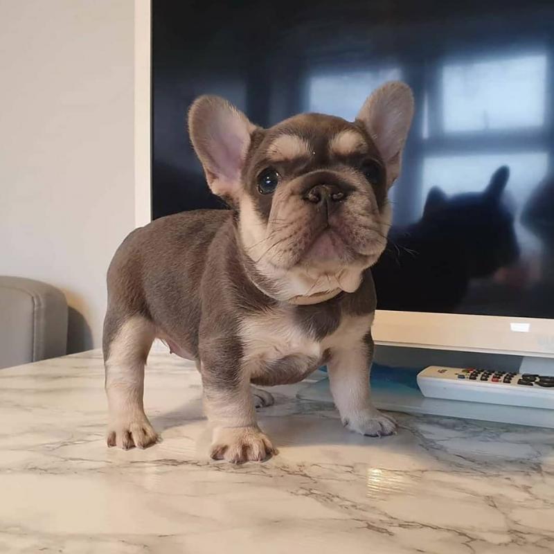 Gorgeous French Bulldog Puppies Available For Re-Homing.. Email at (loicjesse25@gmail.com) Image eClassifieds4u