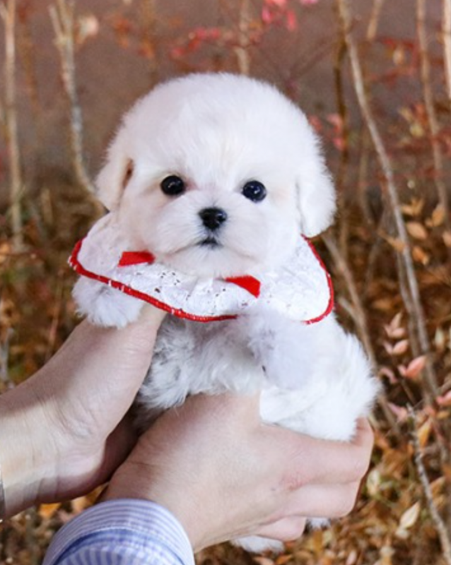 KC Bichon frise puppies available for adoption Image eClassifieds4u