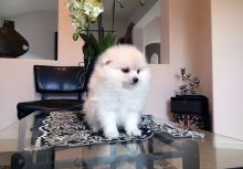 Healthy Purebred Pomeranian Puppies For Re-Homing.. Email at (loicjesse25@gmail.com) Image eClassifieds4U