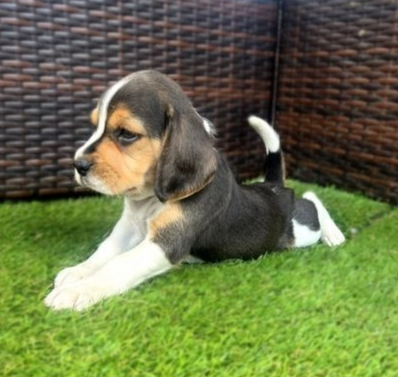 🌸Beagle puppies for sale 🌸 Image eClassifieds4u