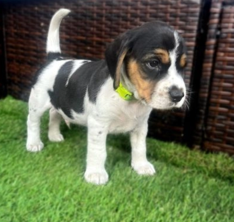 🌸Beagle puppies for sale 🌸 Image eClassifieds4u