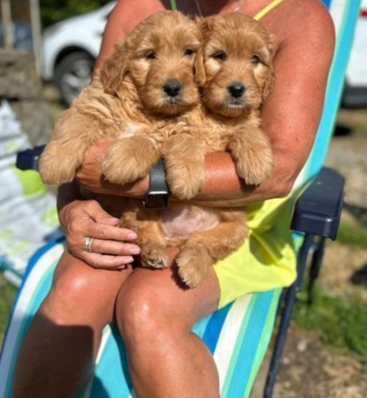 🐕Beautiful golden doodle puppies 🐕🐕🐕🐕 Image eClassifieds4u