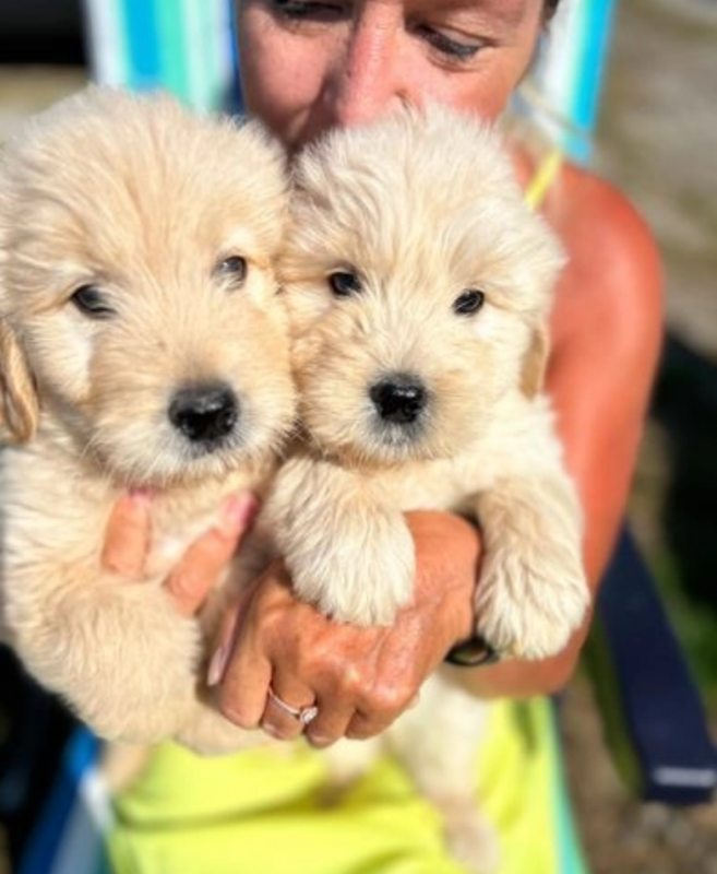 🐕Beautiful golden doodle puppies 🐕🐕🐕🐕 Image eClassifieds4u