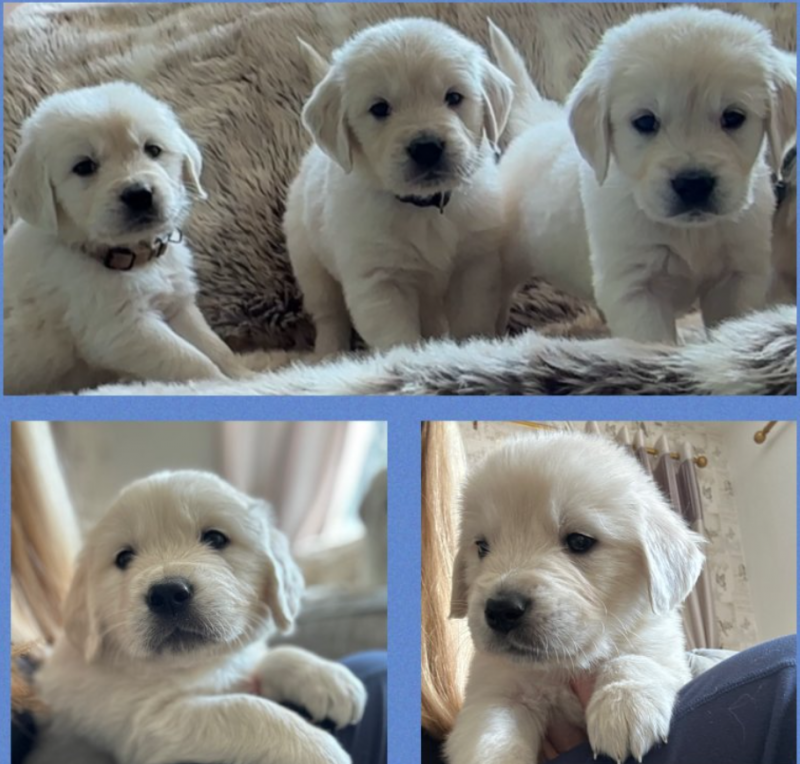 🔥🔥Gorgeous Light Golden Retriver Pups 🔥🔥 Image eClassifieds4u