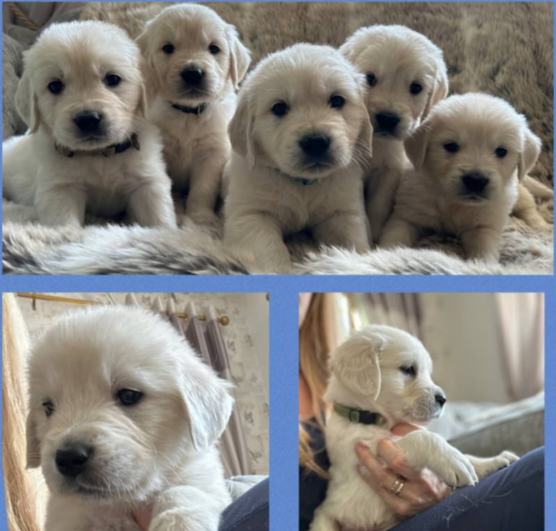 🔥🔥Gorgeous Light Golden Retriver Pups 🔥🔥 Image eClassifieds4u