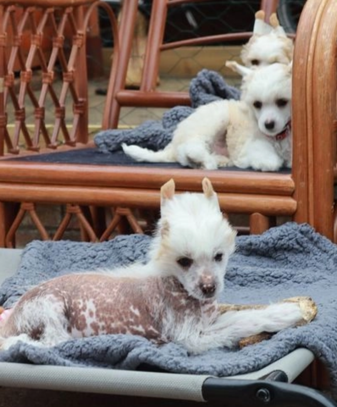 !READY TO LEAVE NOW! KC reg. Chinese Crested Pups Image eClassifieds4u