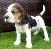 🌸Beagle puppies for sale 🌸
