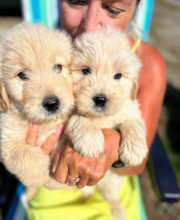 🐕Beautiful golden doodle puppies 🐕🐕🐕🐕