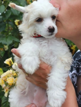 !READY TO LEAVE NOW! KC reg. Chinese Crested Pups