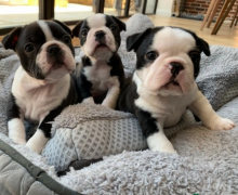 AMAZING BOSTON TERRIER PUPPIES AVAILABLE