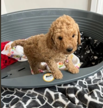Amazing Miniature poodle puppies available