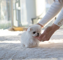Awesome Maltese puppies available