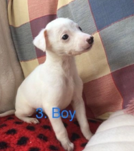 Beautiful whippet pups