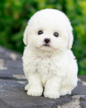 Bichon frise puppies available