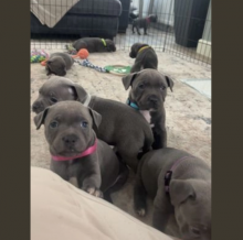 BLUE STAFFORDSHIRE BULL TERRIER BABIES