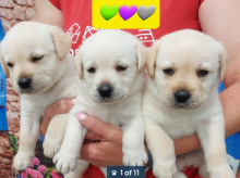 Gorgeous litter of Labrador puppies