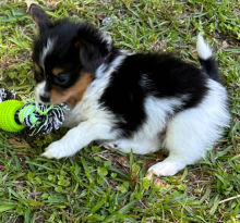 Home raised Papillon pups available