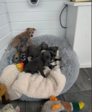 KC REG ITALIAN GREYHOUND PUPPIES