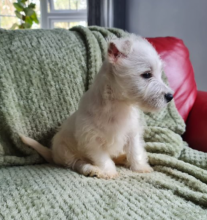 KC Registered Health Tested West Highland Terrier