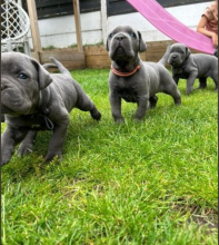 PEDIGREE CANE CORSO PUPS AVAILABLE NOW